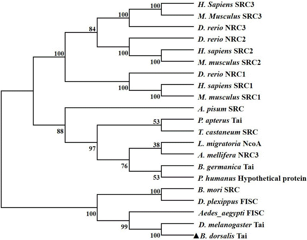 Bactrocera dorsalis Taiman gene as well as qRT-PCR (quantitative Reverse Transcription-Polymerase Chain Reaction) detection method and siRNA (small interference Ribonucleic Acid) thereof