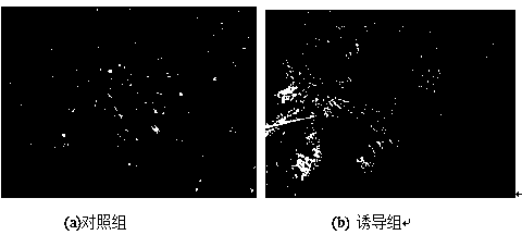 Method for in-vitro directional differentiation inducing of mesenchymal stem cell towards melanocyte