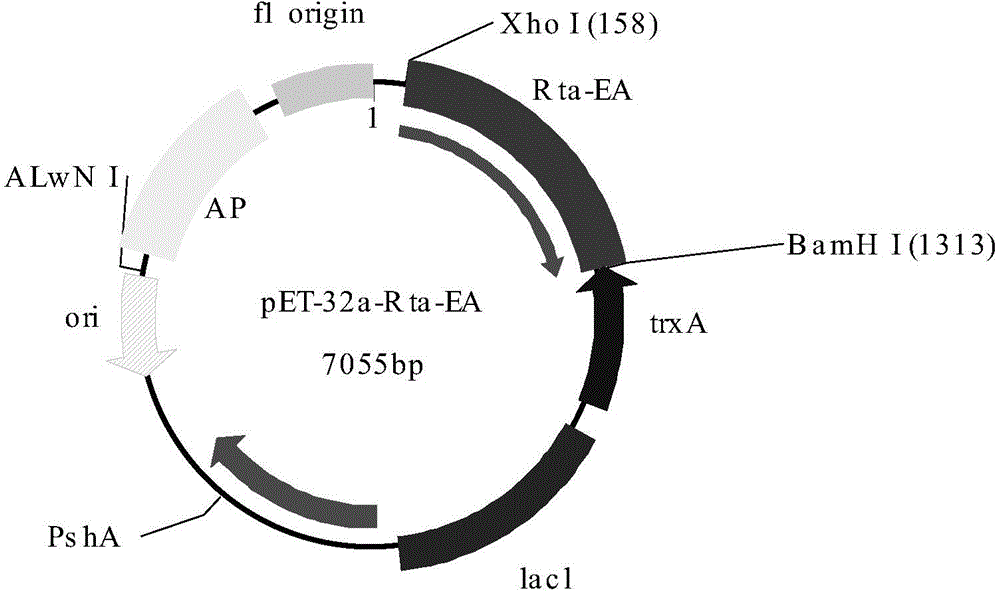 Artificial antigen and kit for joint detection of Rta protein antibody of epstein-barr (EB) virus and early antigen ethyl acrylate (EA) antibody of EB virus