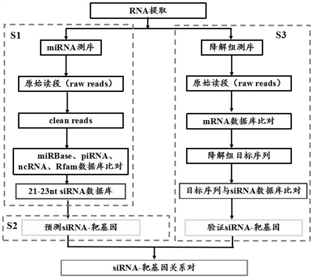 Method for identifying transcription regulation relationship of plant endogenous siRNA