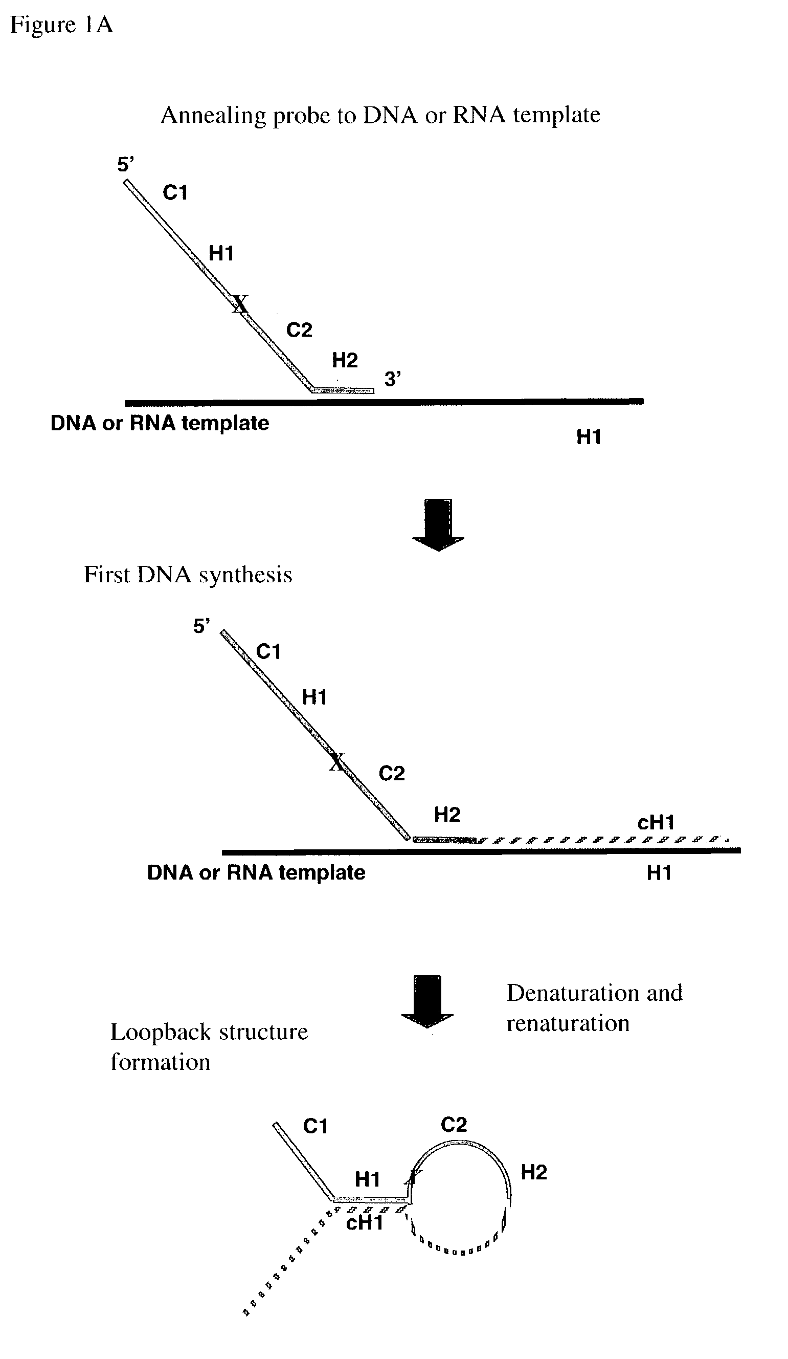 Multiplex PCR