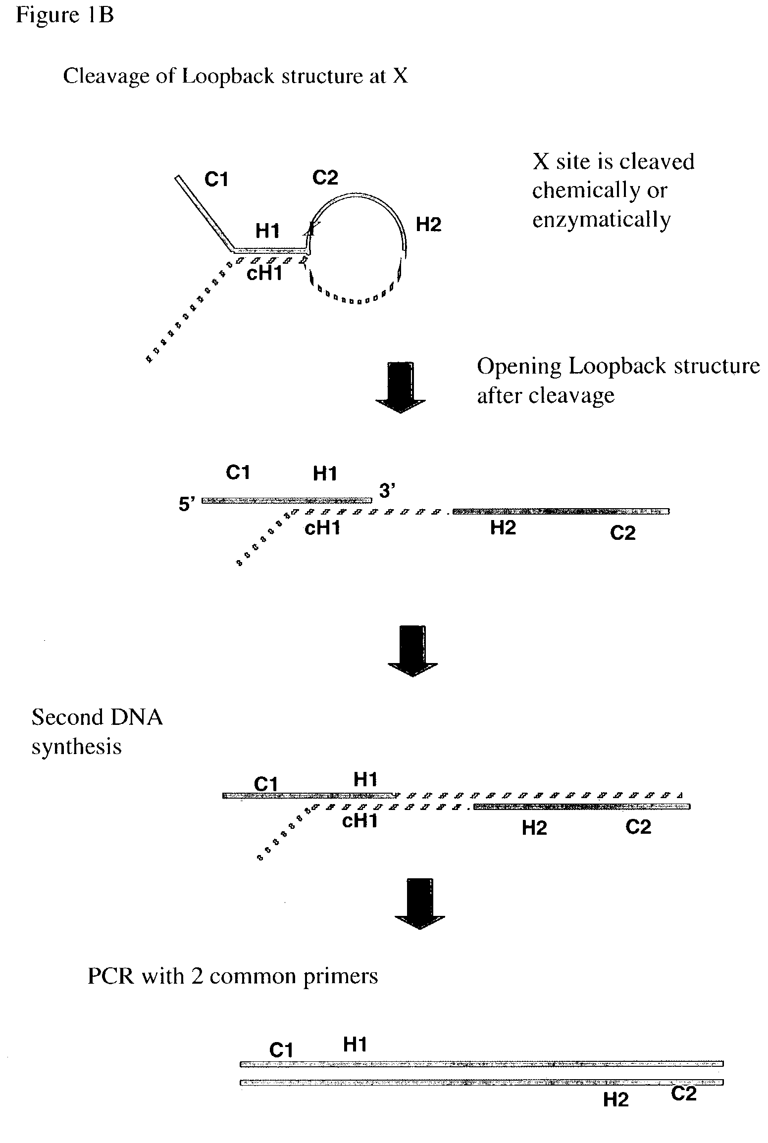 Multiplex PCR