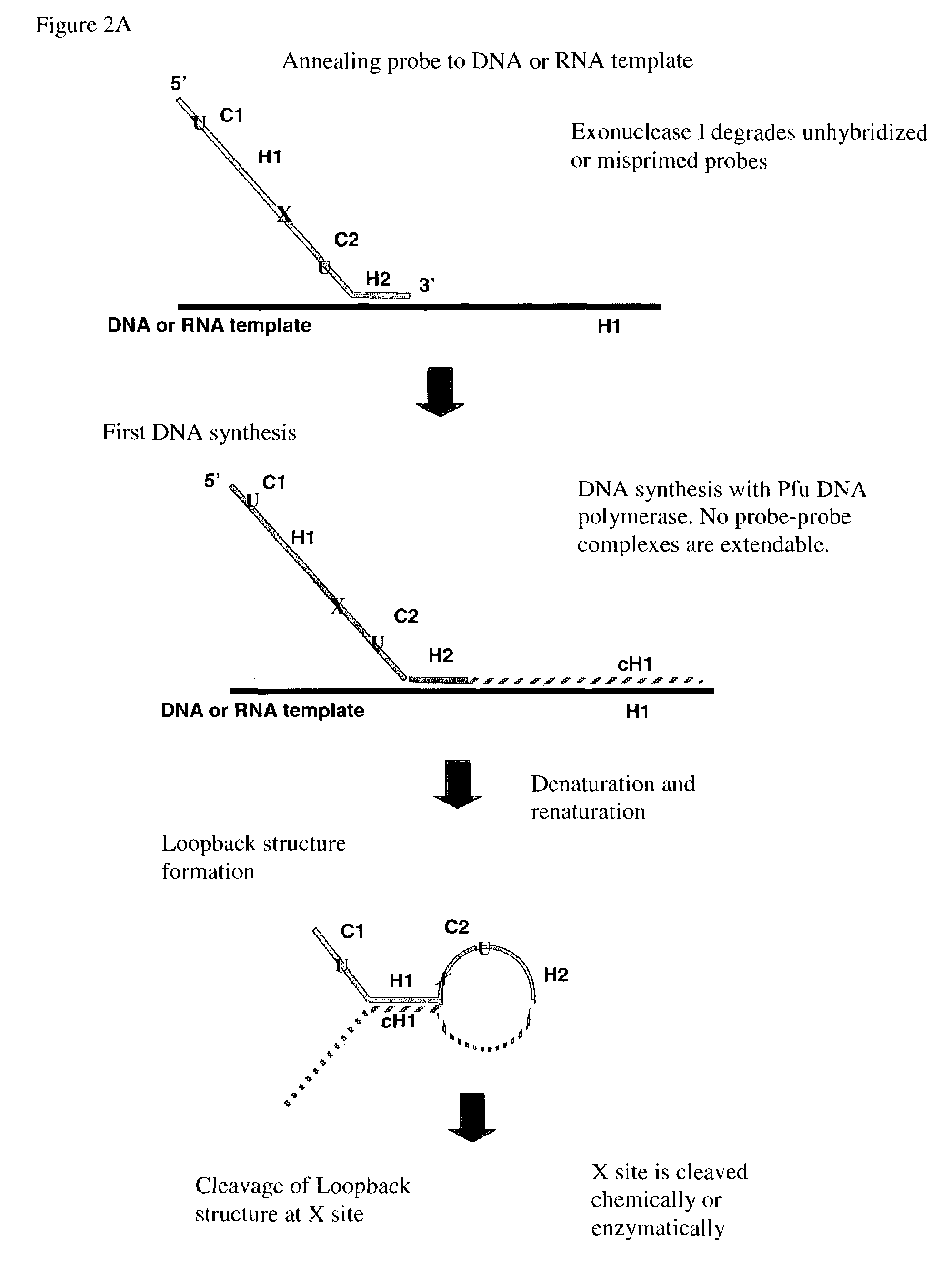 Multiplex PCR