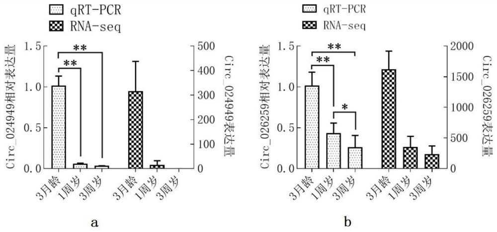 circRNA of targeted competitive binding of oar-miR-29b and application of circRNA