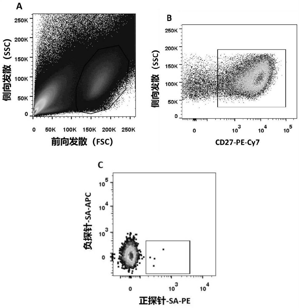 Fully human monoclonal antibody for resisting novel coronavirus and application of fully human monoclonal antibody