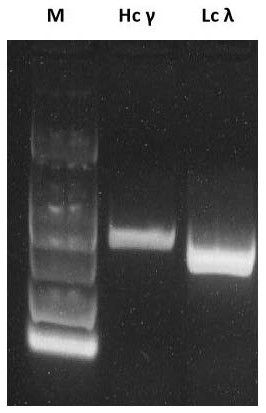 Fully human monoclonal antibody for resisting novel coronavirus and application of fully human monoclonal antibody