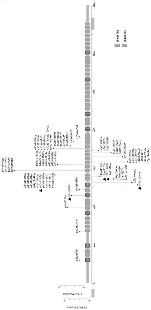 Novel FBN2 gene mutation marker and application thereof in CCA auxiliary diagnosis