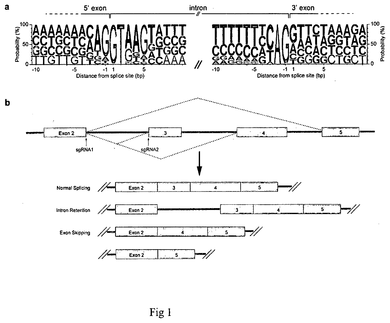 Method for screening and identifying functional lncrnas