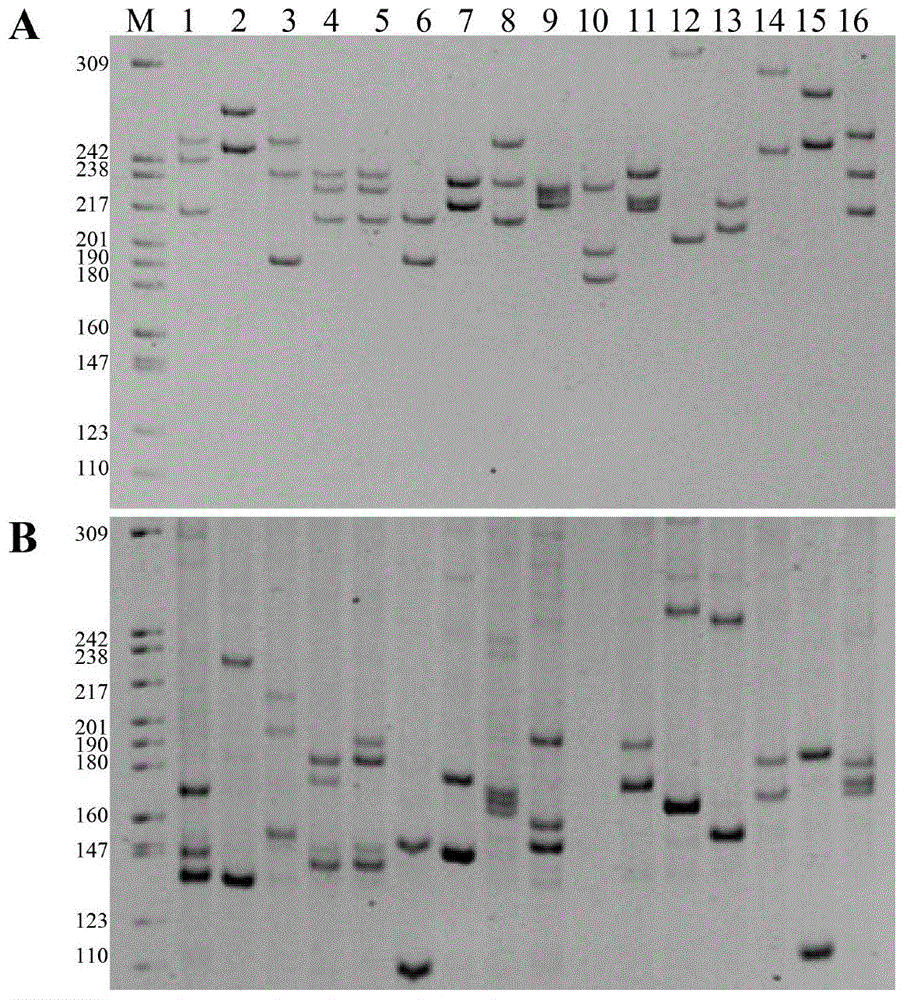 A cultivation method for carassius auratus gynogenesis fries