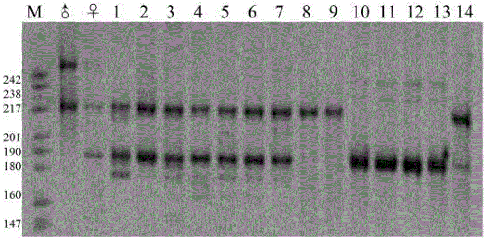 A cultivation method for carassius auratus gynogenesis fries