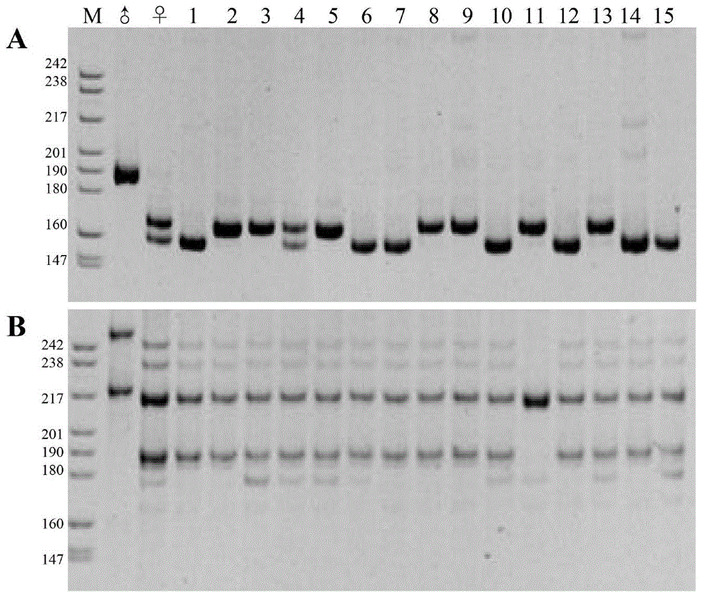 A cultivation method for carassius auratus gynogenesis fries