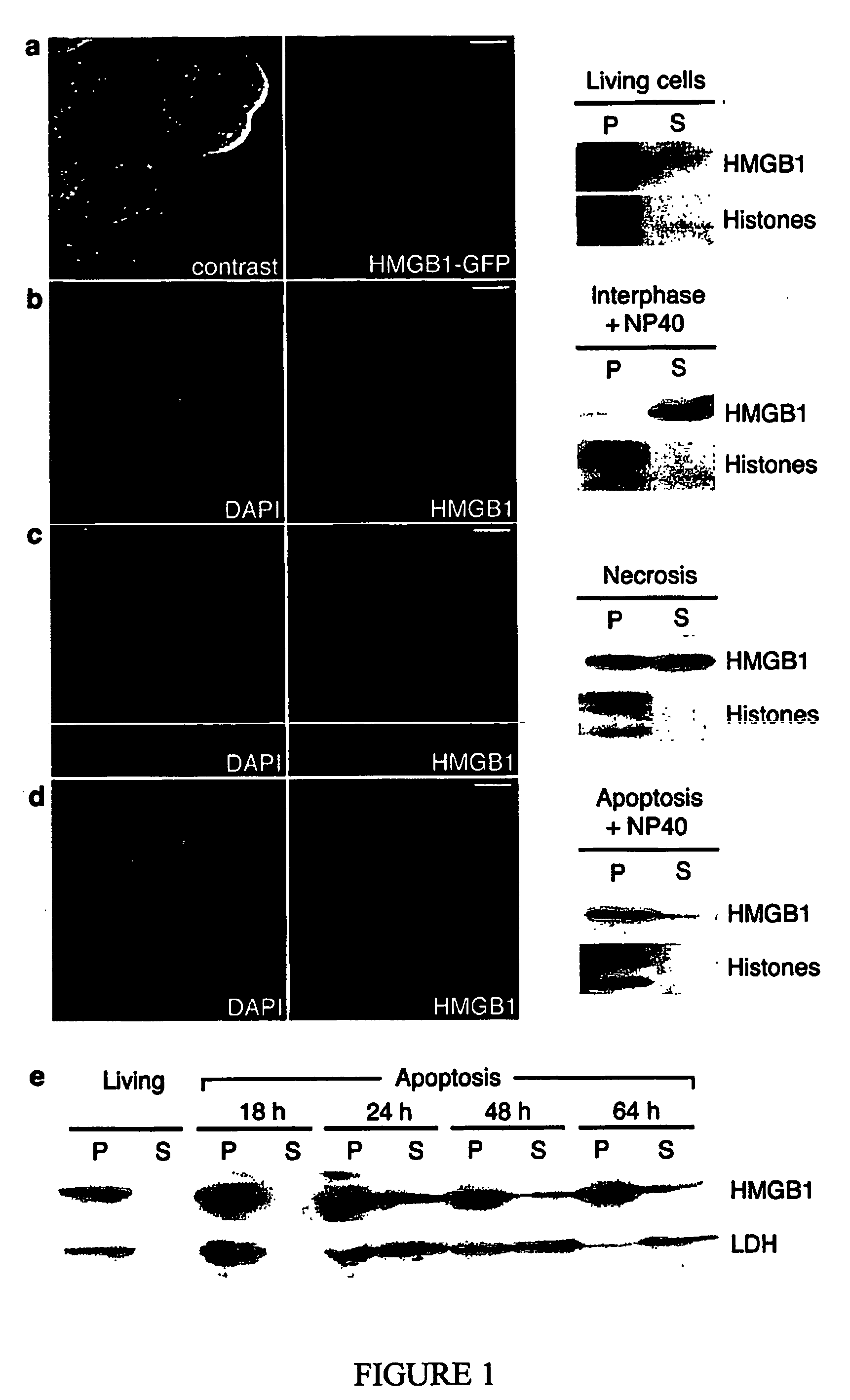 Use of hmgb1 in the treatment of tissue damage and or to promote tissue repair