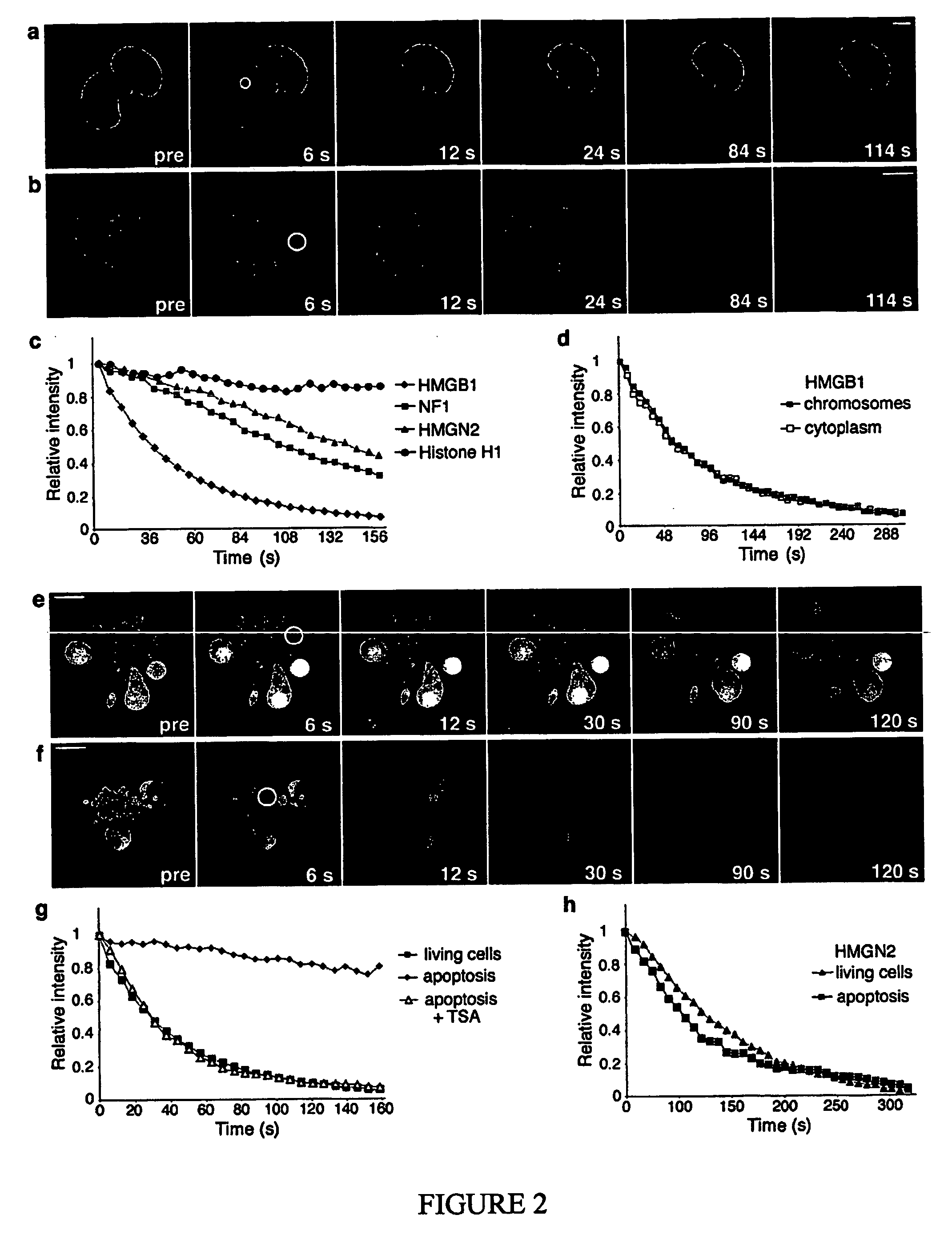 Use of hmgb1 in the treatment of tissue damage and or to promote tissue repair