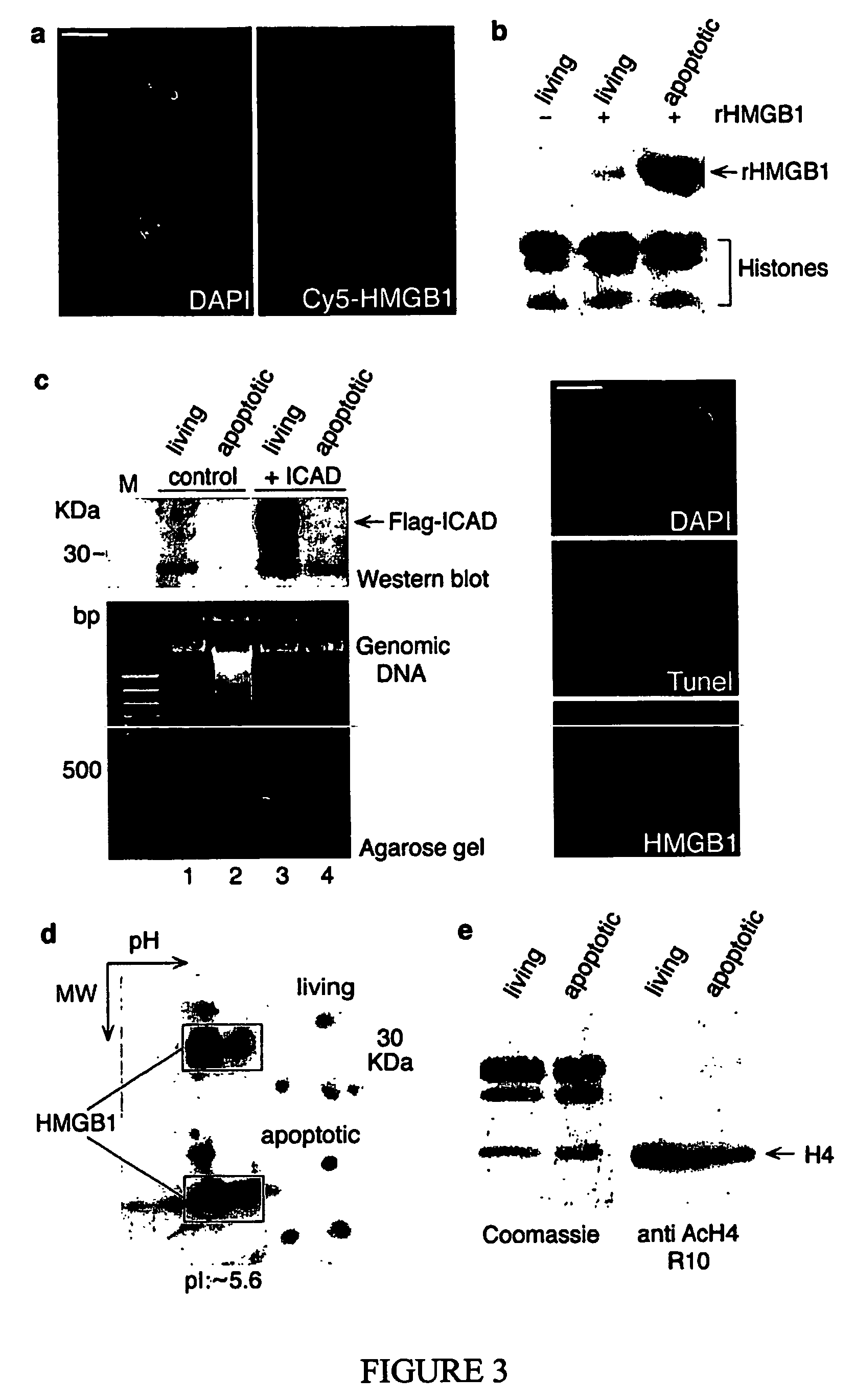 Use of hmgb1 in the treatment of tissue damage and or to promote tissue repair