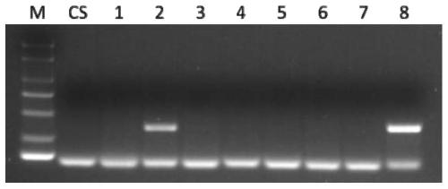 A complete set of molecular markers for detecting the chromosome arms of T. villosa and its application