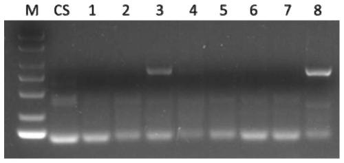 A complete set of molecular markers for detecting the chromosome arms of T. villosa and its application