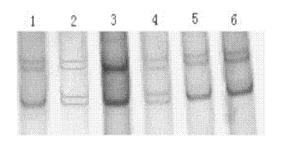 Method for detecting base mutation polymorphism of goat gonadotropin releasing hormone and growth differentiation factor 9