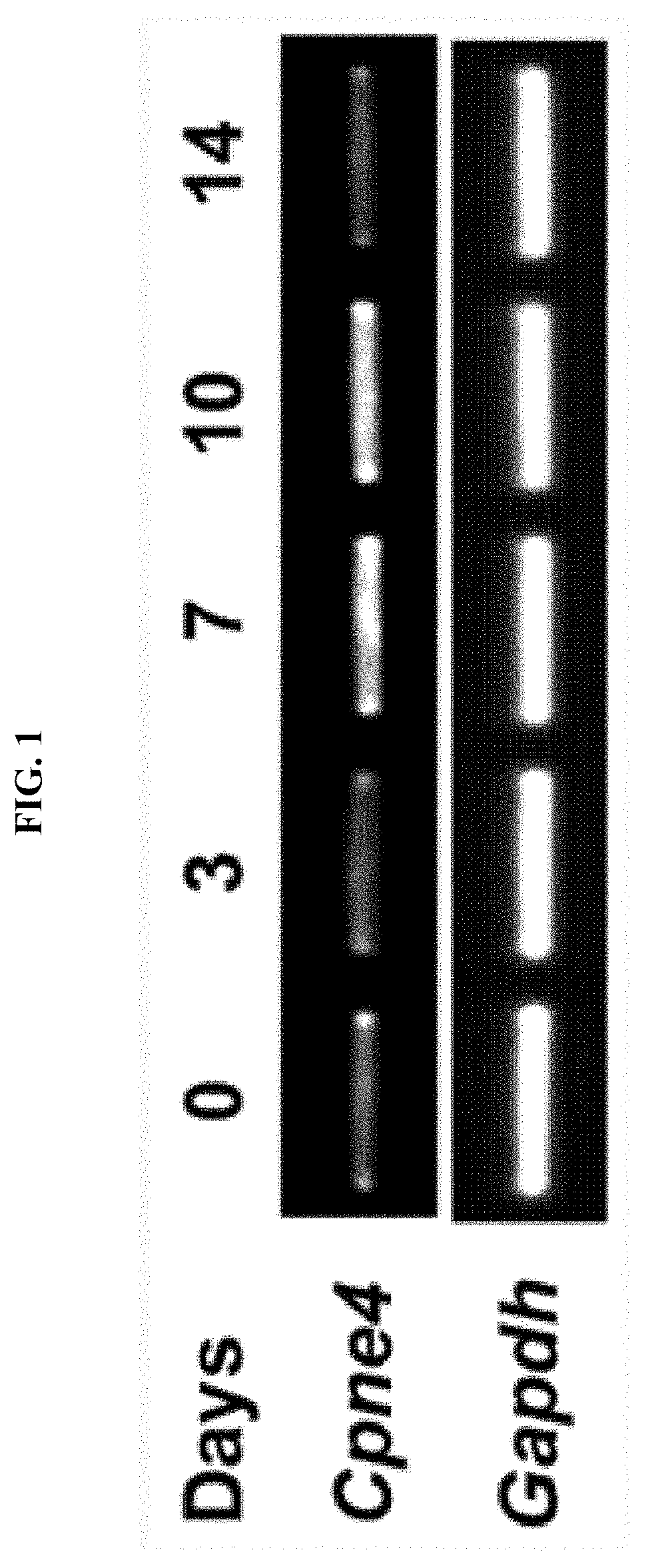 Pharmaceutical composition for preventing or treating dentin-dental pulp diseases or periodontal disease including cpne4 protein