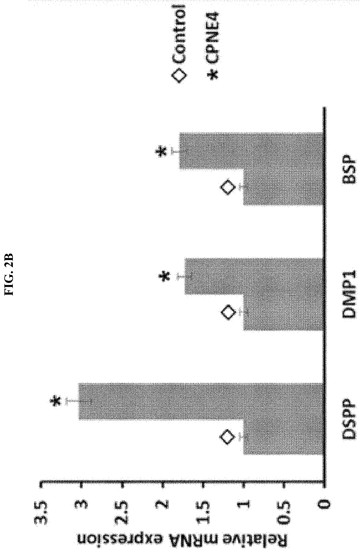 Pharmaceutical composition for preventing or treating dentin-dental pulp diseases or periodontal disease including cpne4 protein