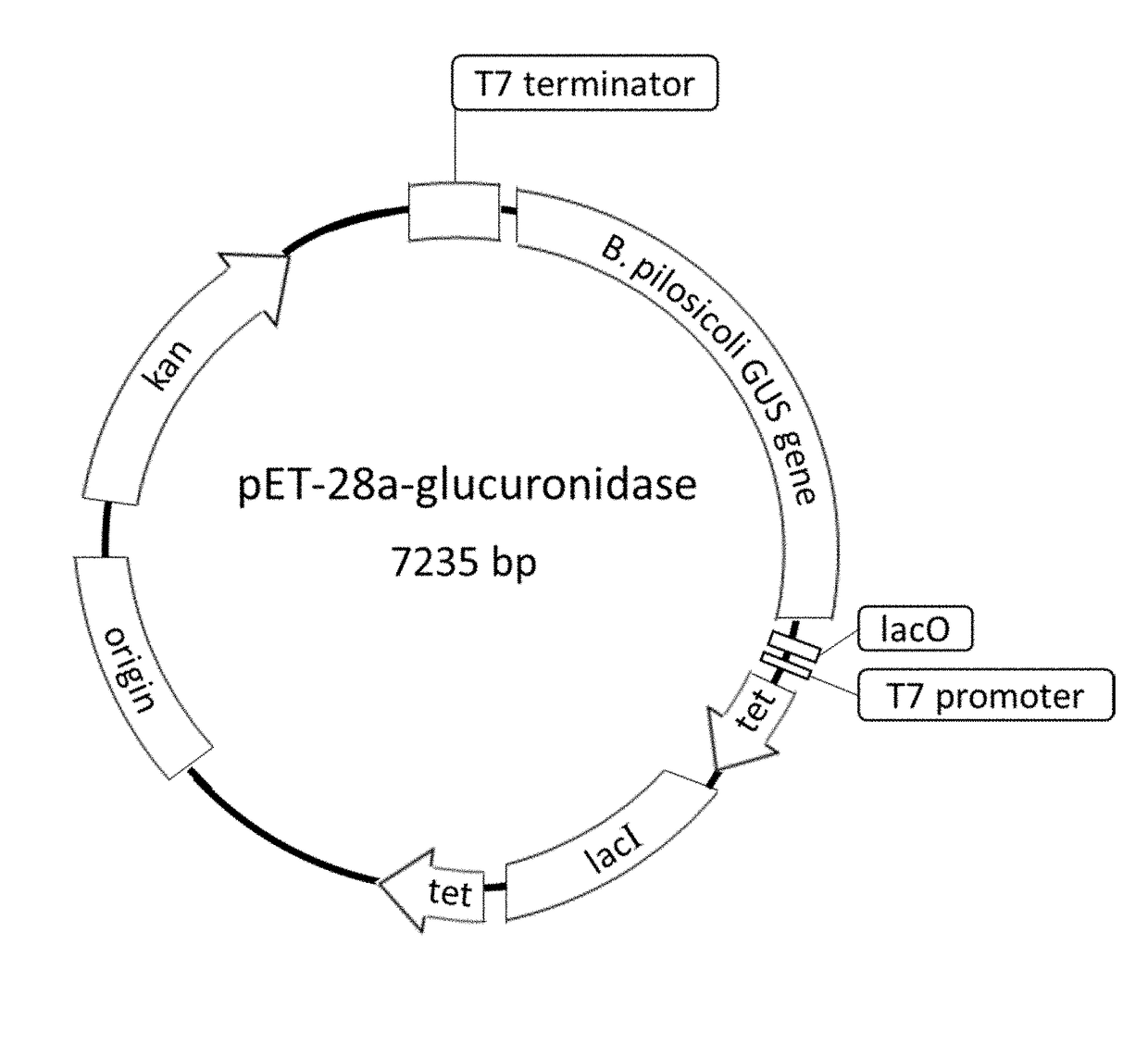 Method for detecting products derived from glucuronide metabolites with the enzyme b-glucuronidase, and a reagent comprising said enzyme