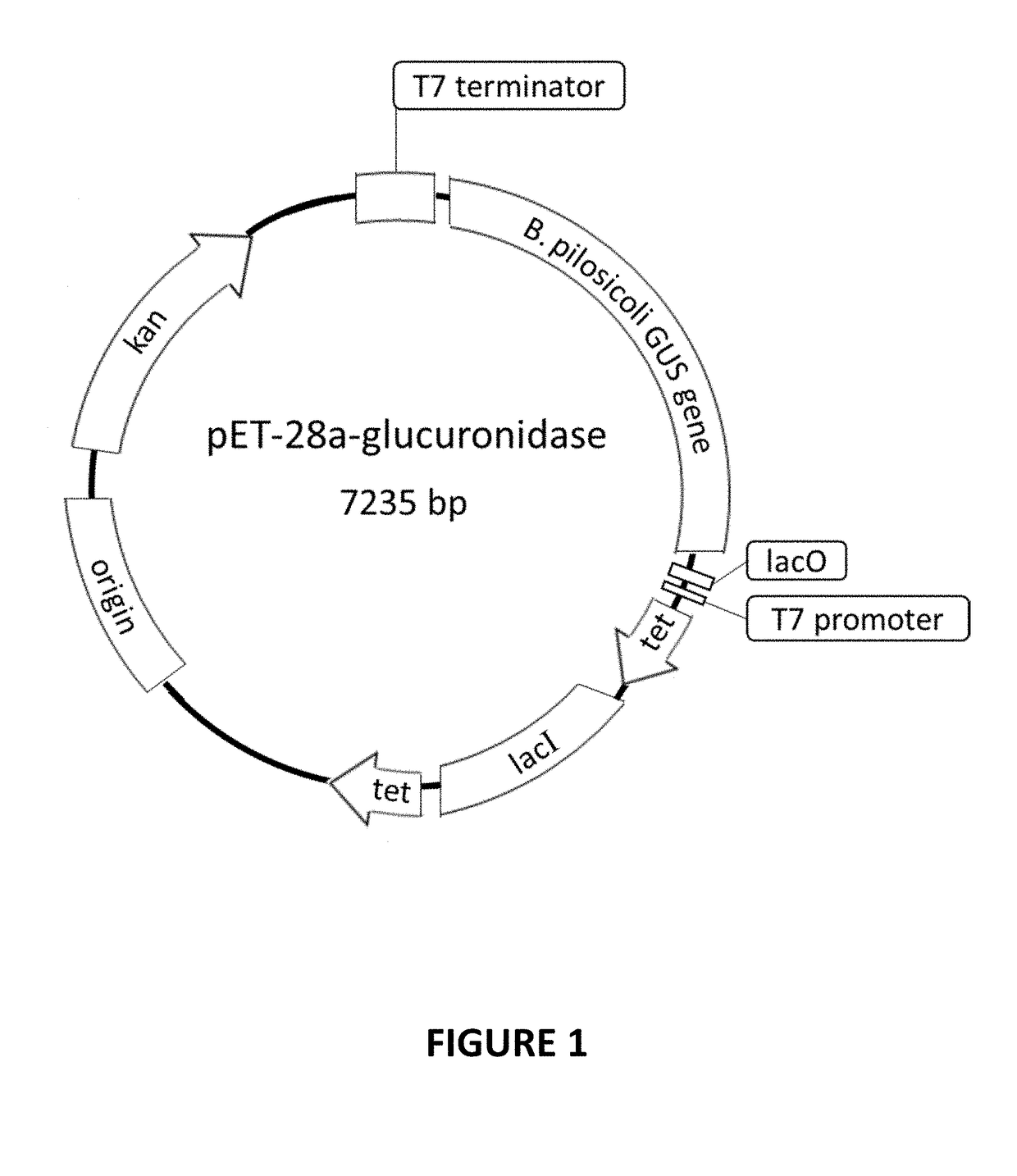 Method for detecting products derived from glucuronide metabolites with the enzyme b-glucuronidase, and a reagent comprising said enzyme