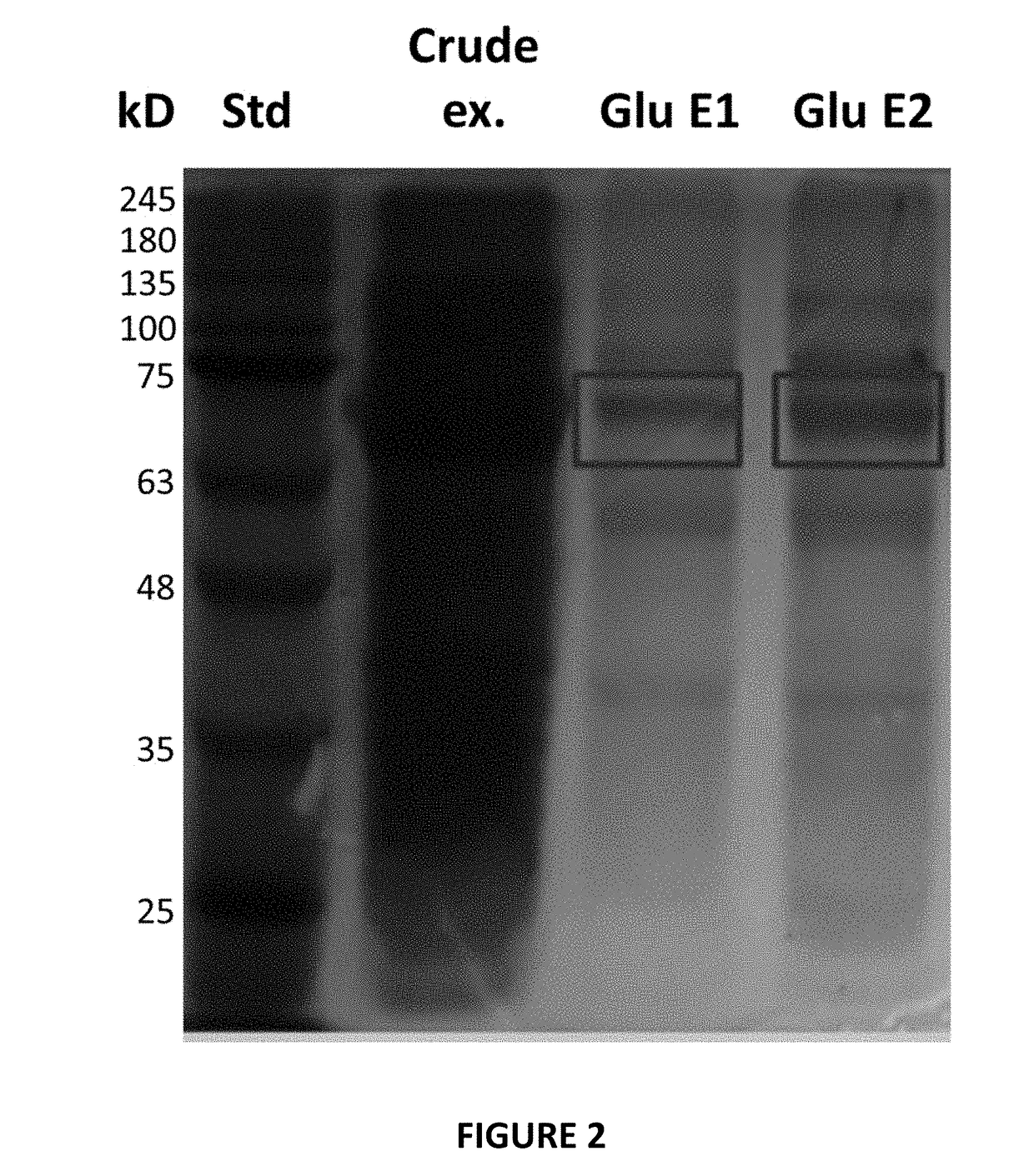 Method for detecting products derived from glucuronide metabolites with the enzyme b-glucuronidase, and a reagent comprising said enzyme