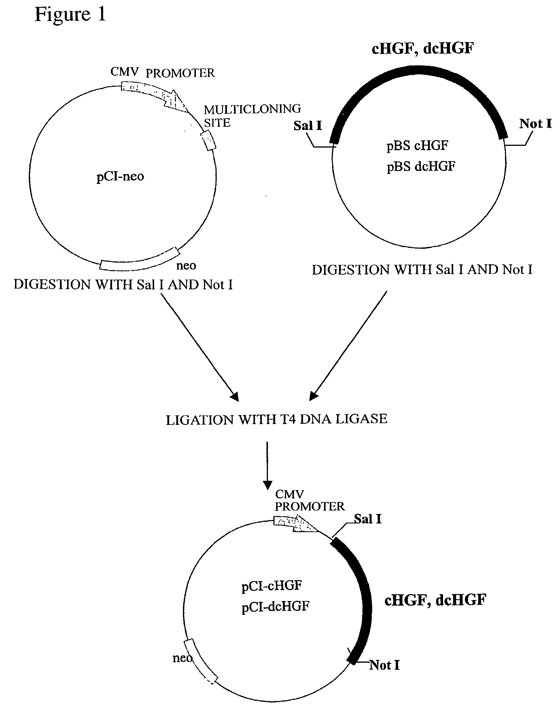 Feline hepatocyte growth factor