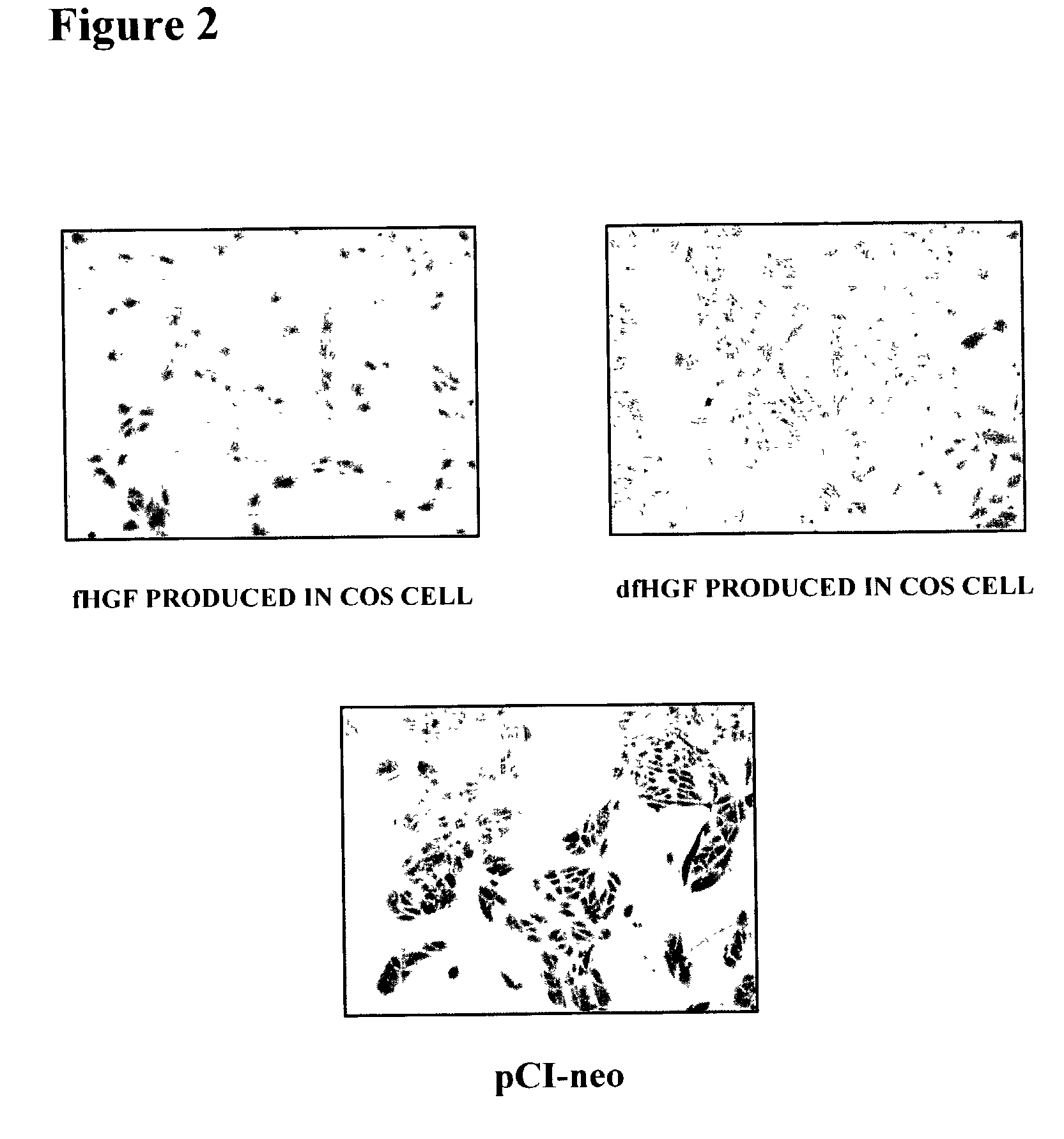 Feline hepatocyte growth factor