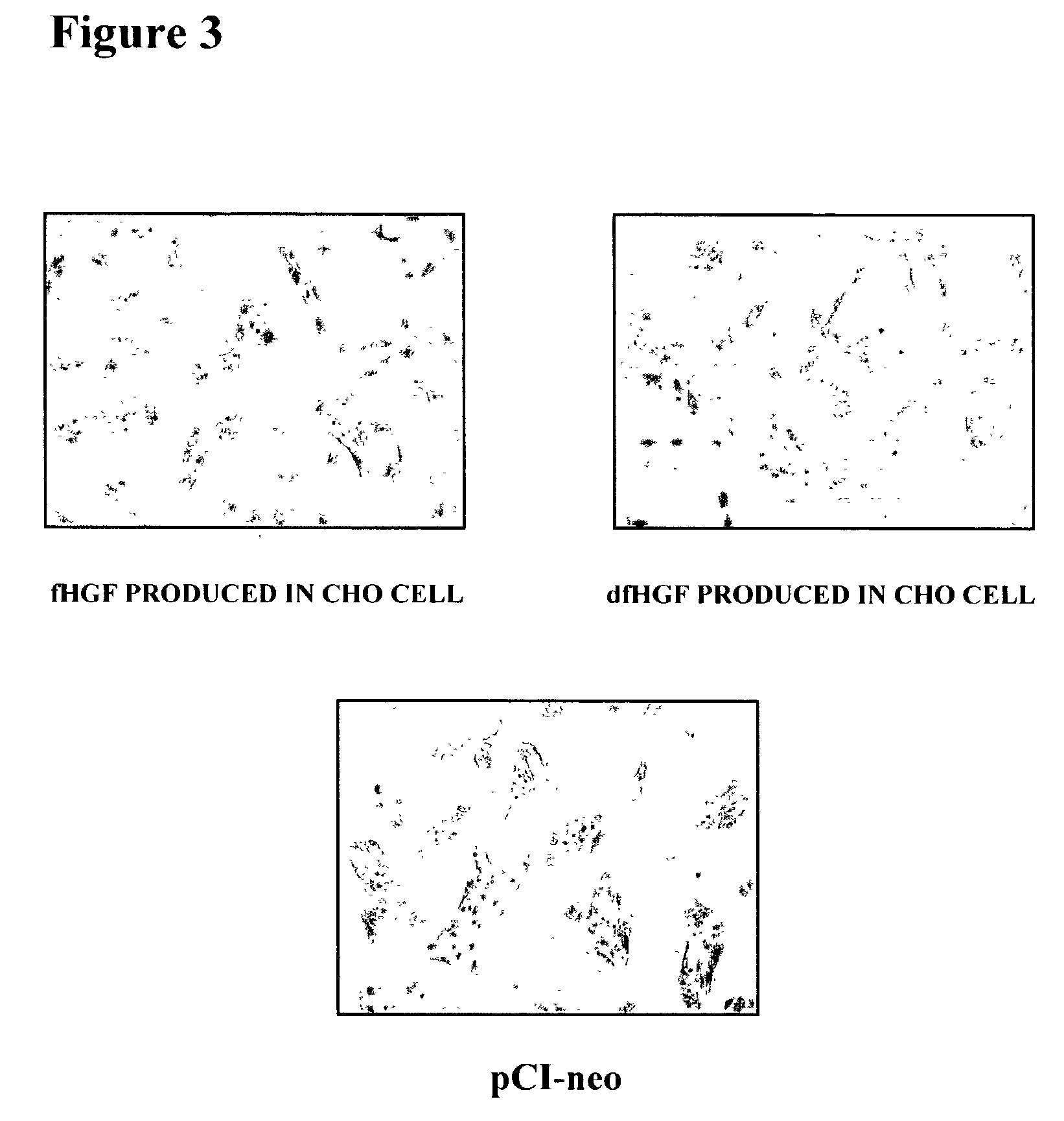 Feline hepatocyte growth factor