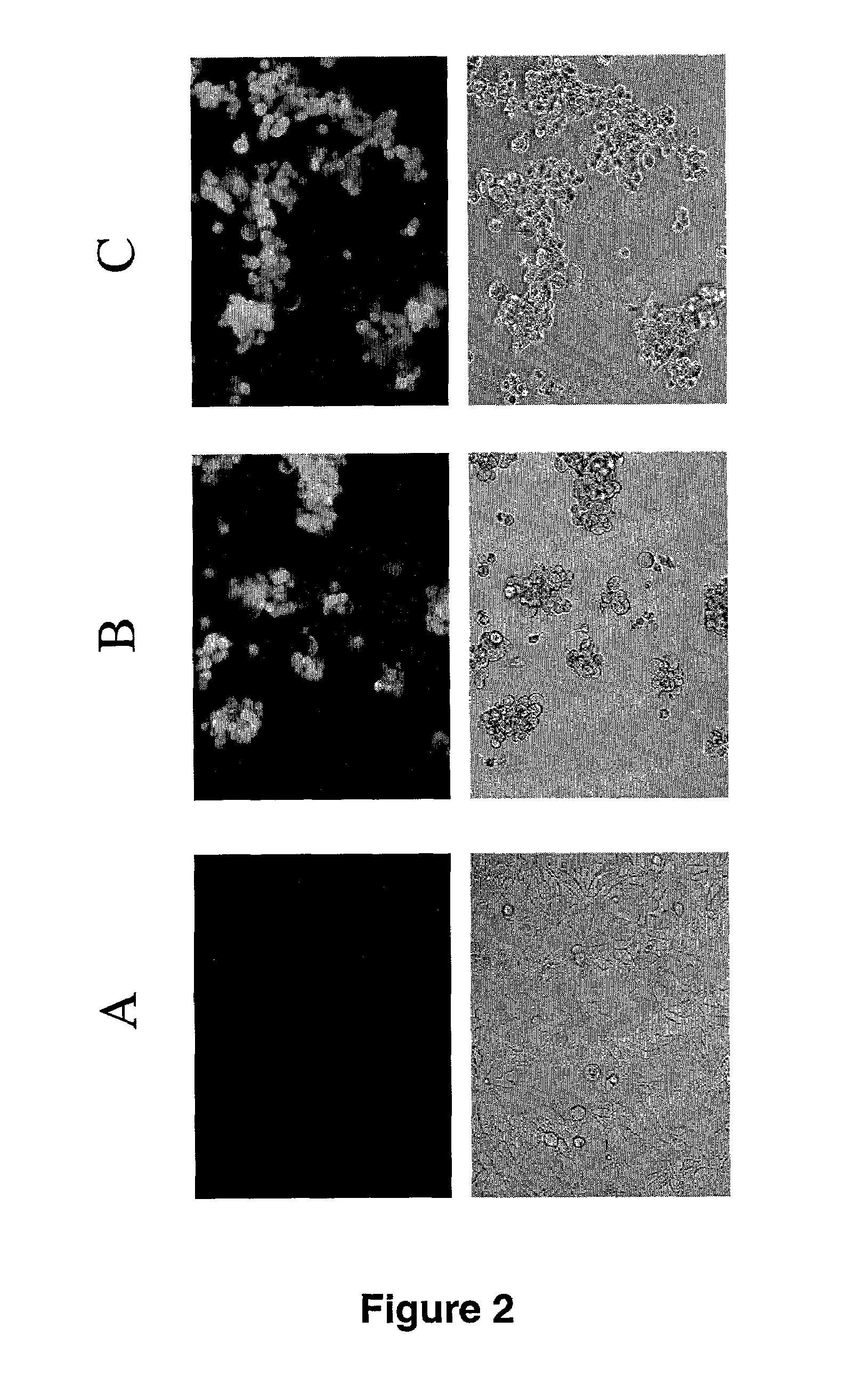 Selectivity replicating viral vectors