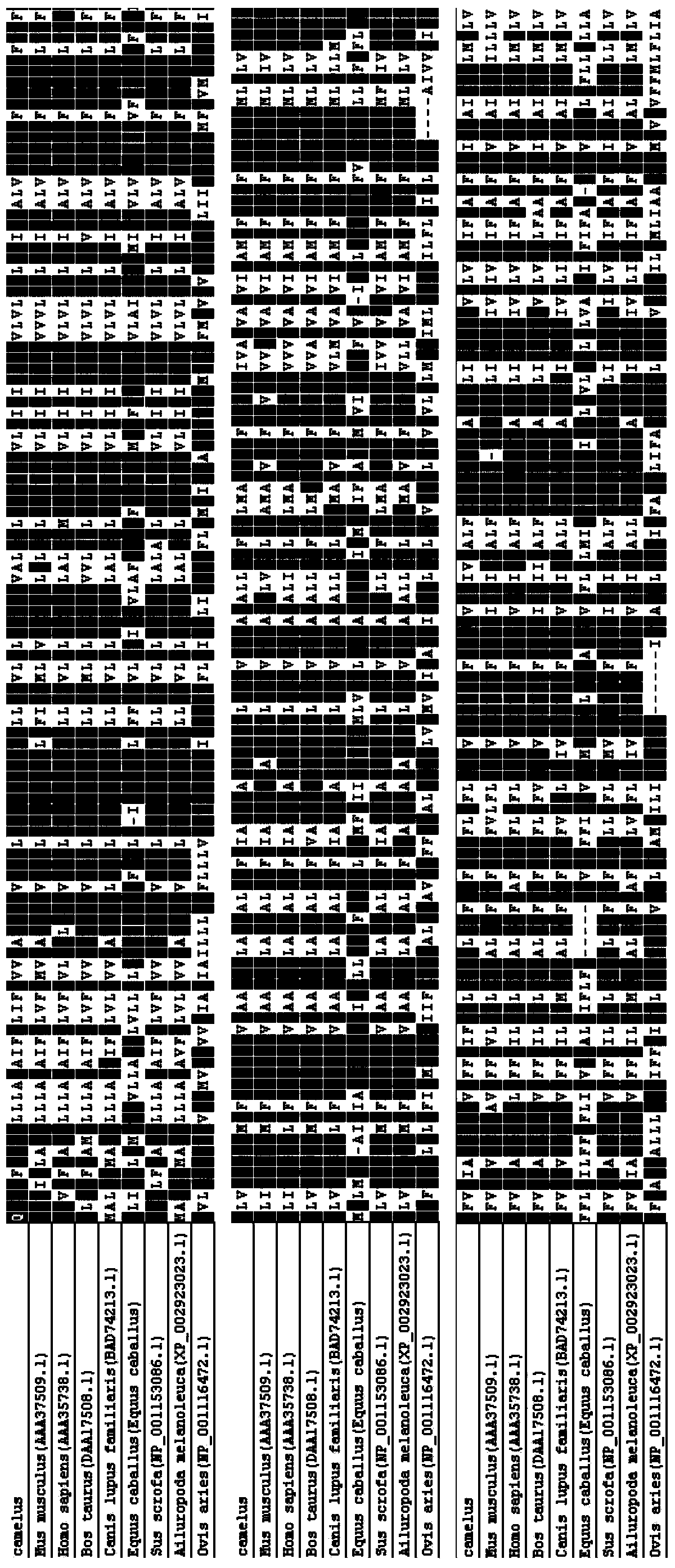 Nucleotide sequence for coding Bactrian camel cytochrome P450, Bactrian camel cytochrome P450 and application thereof