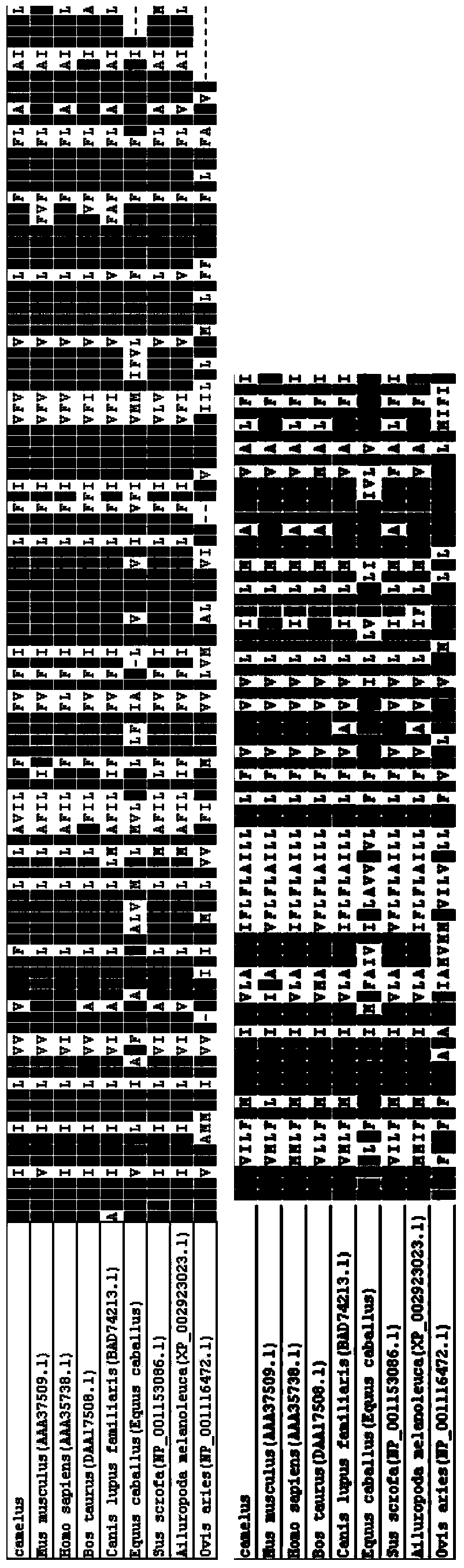 Nucleotide sequence for coding Bactrian camel cytochrome P450, Bactrian camel cytochrome P450 and application thereof