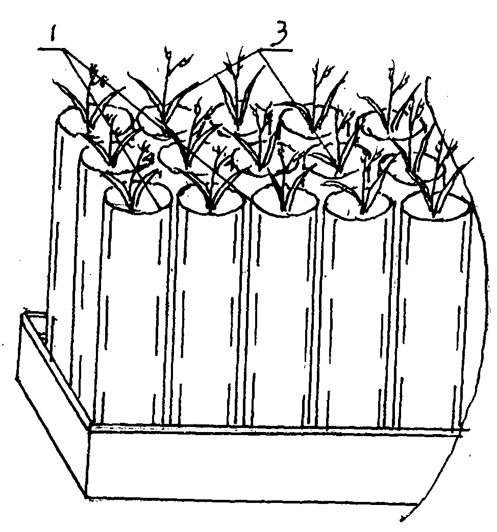 Seedbed for transplanting fleshy root plants