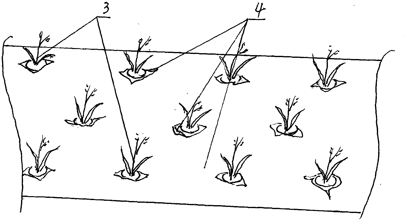 Seedbed for transplanting fleshy root plants