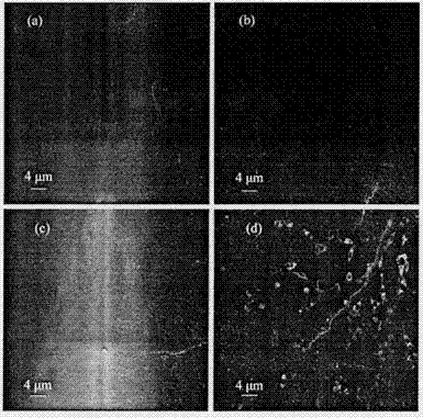 A Novel Copper Ion Fluorescent Molecular Probe and Its Application