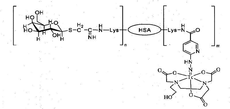 Technetium-99m marked 6-hydrazino pyridine-3-formamido novel lactose albumin complexes, preparation and use thereof