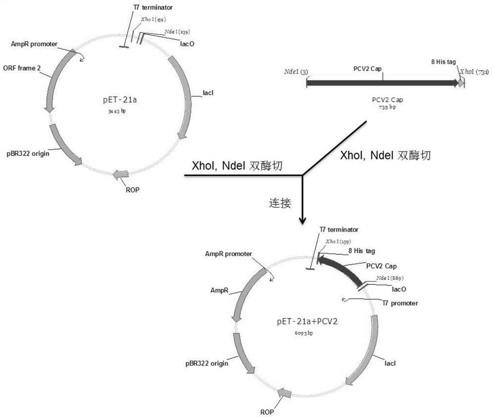 A kind of porcine circovirus type ii genetic engineering subunit vaccine and its application