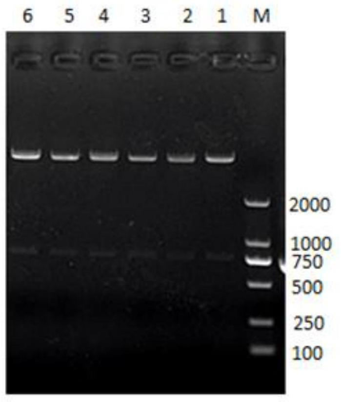 A kind of porcine circovirus type ii genetic engineering subunit vaccine and its application