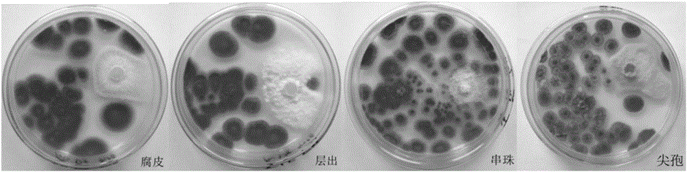 Endogenous penicillium capable of antagonizing four fusarium fungi and application thereof