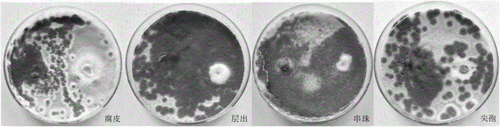 Endogenous penicillium capable of antagonizing four fusarium fungi and application thereof