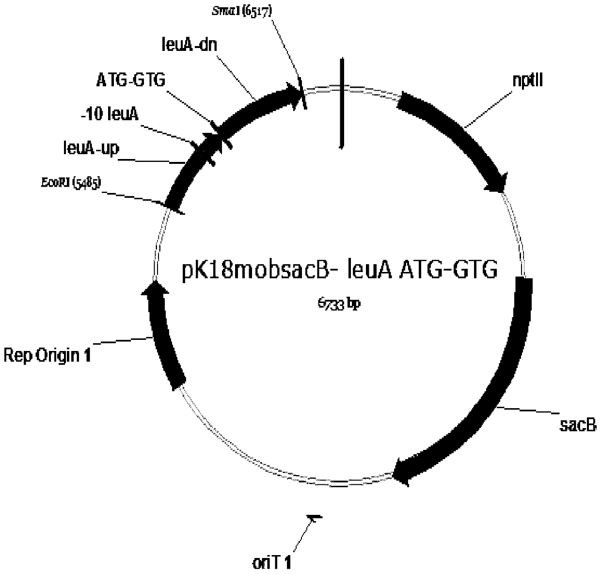 Corynebacterium capable of realizing high yield of valine as well as construction method and application thereof