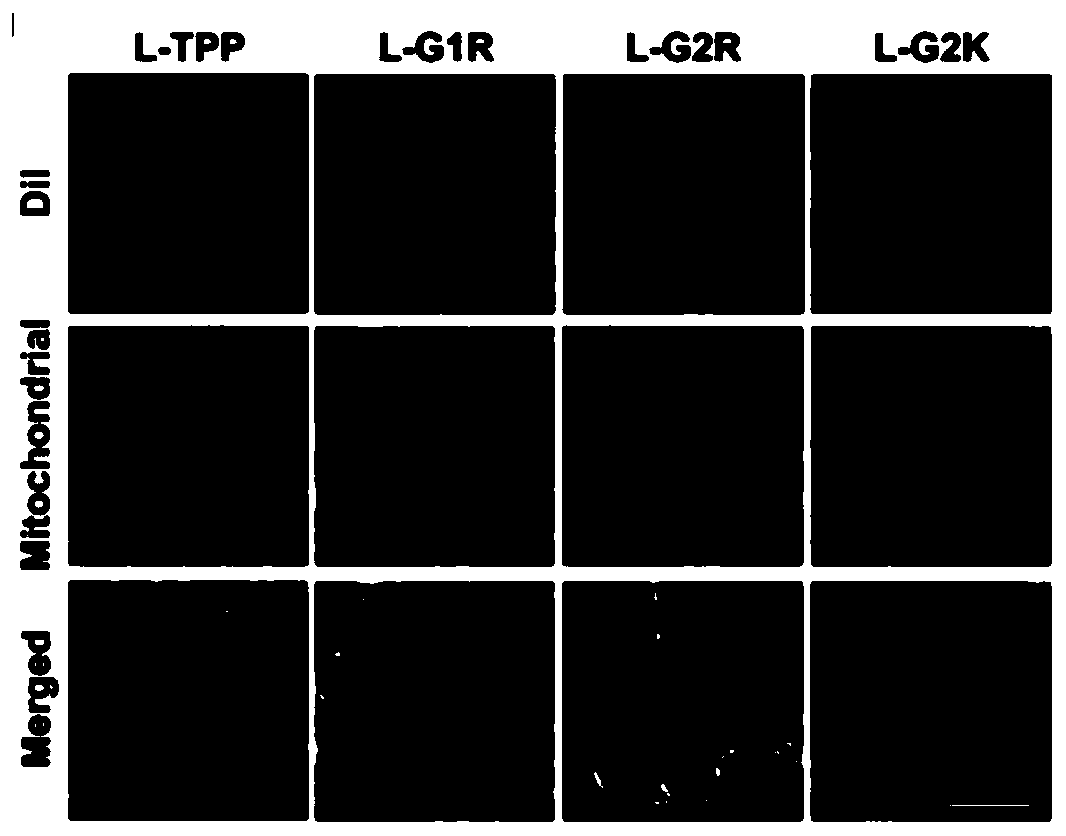 Phospholipid targeting mitochondria and application