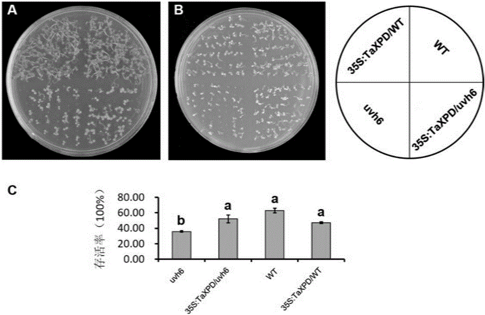 Plant heat resistance related protein TaXPD and coding gene and application thereof