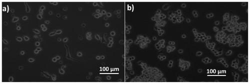 Plasticizer-free molecularly imprinted polymer membrane ion-selective electrode sensitive membrane