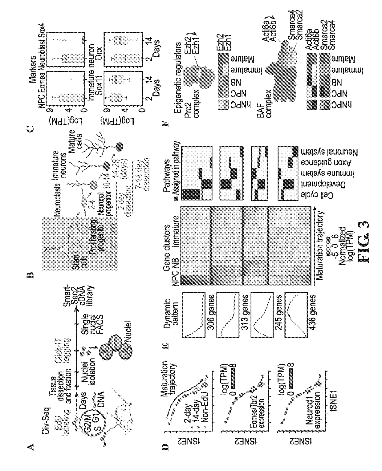 Methods for determining spatial and temporal gene expression dynamics in single cells