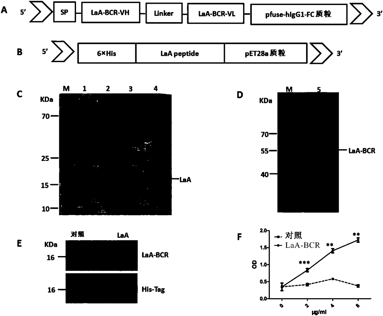 La/single-stranded binding protein (La/SSB) chimera antigen modified NK cell, and preparation method and application thereof