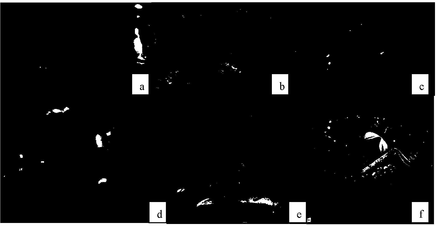 A method for in vitro regeneration of "Feizixiao" litchi variety