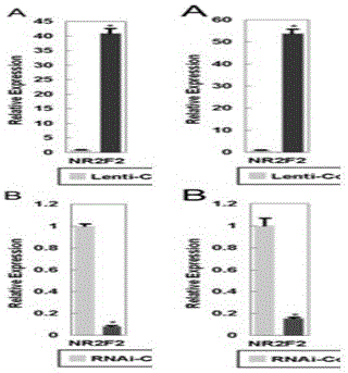 Method for promoting cartilage tissue differentiation of mesenchymal stem cells