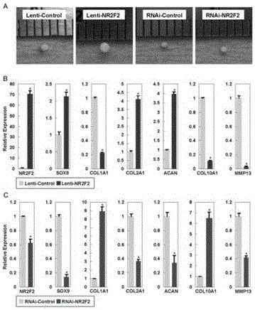 Method for promoting cartilage tissue differentiation of mesenchymal stem cells