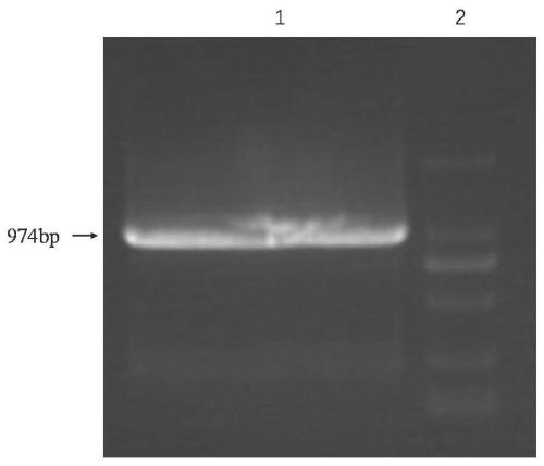 Construction and application of A19 Brucella GroES deleted mutant strain